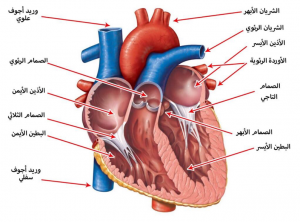 أمراض القلب وتأثيرها على الرئة